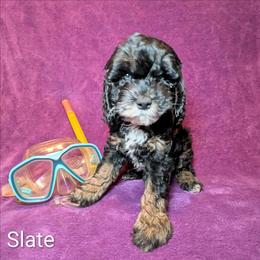 Slate - Black and white male Cockapoo puppy in Sunset, Louisiana from Cano Cockapoos