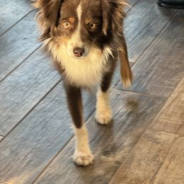 Miniature Australian Shepherd Puppies from Holy Ghost Ranch