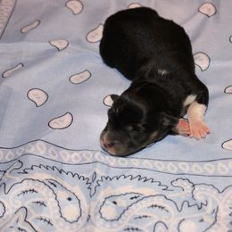 Boy 3 - male Pembroke Welsh Corgi puppy in Purcellville, Virginia from Rhone River Farm Pembroke Welsh Corgis