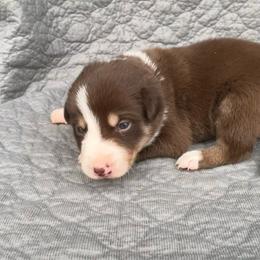 Boy 2 - Tri-color male Border Collie puppy in Centerville, Washington from Forthright Farms