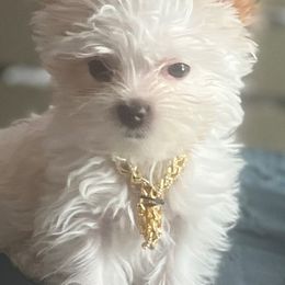 Yorkshire Terriers from Opals Gifted Hands