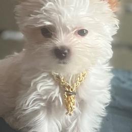 Yorkshire Terriers from Opals Gifted Hands