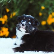 German Shepherd and Sporty Mix Puppies from Savage K9 Kennels