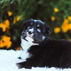 German Shepherd and Sporty Mix Puppies from Savage K9 Kennels