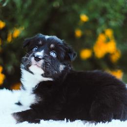German Shepherd and Sporty Mix Puppies from Savage K9 Kennels