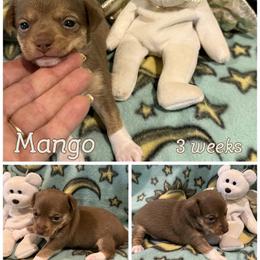 Mango - White, chocolate and tan male Rat Terrier puppy in Atlanta, Texas from CaliRats Rat Terriers