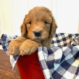 Lincoln - Apricot male Goldendoodle puppy in De Land, Florida from Rezapour Doodle Estate