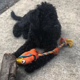 Labradoodle and Australian Labradoodle Puppies from Highland Labradoodles