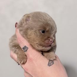Tinsel - Lavender female Pomeranian puppy in Coleman, Oklahoma from Pretty Poms
