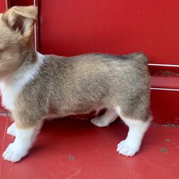 American Corgi Puppies from Baldwin’s Skyline View Farm