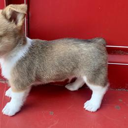 American Corgi Puppies from Baldwin’s Skyline View Farm