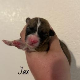 Jax - Fluffy Red - Red male Pembroke Welsh Corgi puppy in Anderson, California from Flying K Corgis