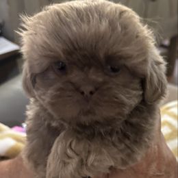 Daisy - Blue Shih Tzu puppy in Covington, Georgia from Top Hats 2  Shih Tzu’s