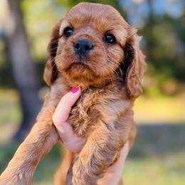 Clementine - Ruby female Cavalier King Charles Spaniel puppy in Mount Dora, Fl, Florida from Breezy Palms Puppies