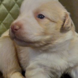 Boy 6 - Yellow Australian Shepherd puppy in Belleville, West Virginia from Chasitys Australian Shepherds