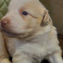 Boy 6 - Yellow Australian Shepherd puppy in Belleville, West Virginia from Chasitys Australian Shepherds