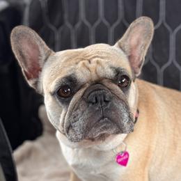 Frankie - French Bulldog