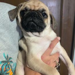 Boy 2 - Fawn male Pug puppy in Gadsden, Alabama from Carla's Pugs