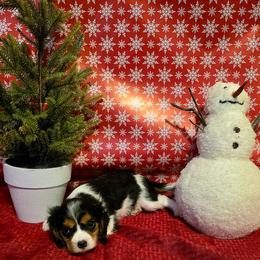 Monty - Tri-color male Cavalier King Charles Spaniel puppy in Pennsylvania from Julie's Cavalier King Charles Spaniels