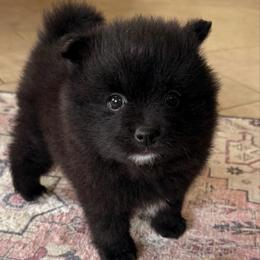 Tux - Black parti male Pomeranian puppy in Raymondville, Missouri from Pampered Pomskies