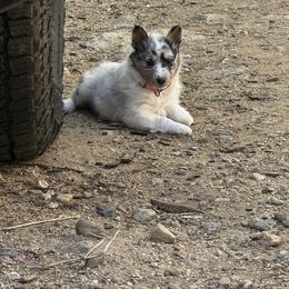 Shetland Sheepdog Puppies from Greener Fields Shelties