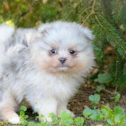 Maxwell  - dilute merle - Blue merle male Pomeranian puppy in Bremen, Indiana from AMS Pomeranians and Pomskies in Indiana