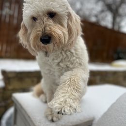 Harley - Goldendoodle
