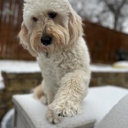 Harley - Goldendoodle