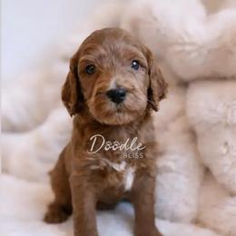 Kylo - Red  male Goldendoodle puppy in Gilbert, Arizona from Doodle Bliss