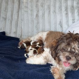 Shichon Puppies from Nebula Nest