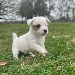 Female 1 - Tri-color female Jack Russell Terrier puppy in Bedias, Texas from JBar Jacks