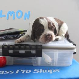 Salmon - Liver white and tan female English Springer Spaniel puppy in Barnstead, New Hampshire from C & S Farms