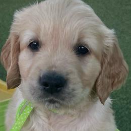 Rocky - Golden male Golden Retriever puppy in Fresno, California from Warwick’s Central California Goldens