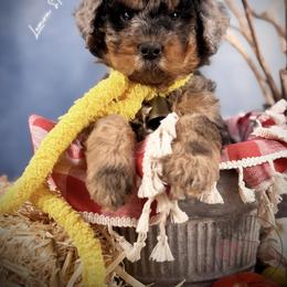 Bernedoodle, Goldendoodle, Golden Retriever, and Poodle Puppies from Red String Farmstead