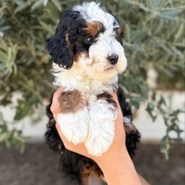 Huntington (Beach) - Tri-color male Bernedoodle puppy in Modesto, California from Central Valley Canine Companions