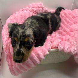 Masie - Dapple female Dachshund puppy in Mountain Home, Arkansas from Furry Friends Kennel