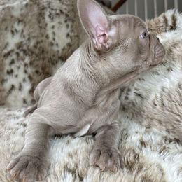 French Bulldog Puppies from The French Bulldog Company LLC