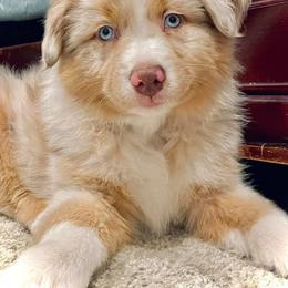 Miniature Australian Shepherd Puppies from Chiron Mini Aussies