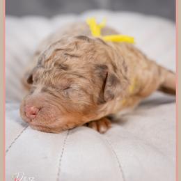 Buzz - Merle male Bernedoodle puppy in Connersville, Indiana from Deaz Doodle Ranch