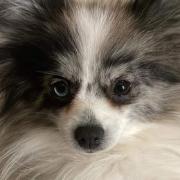 Halley - Pomeranian