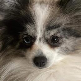Halley - Pomeranian
