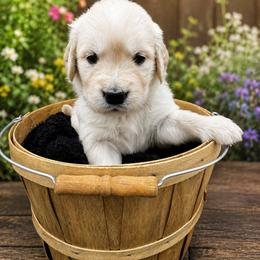 Girl 4 Tulip - Light golden female Golden Retriever puppy in Angier, North Carolina from Howard's Retrievers