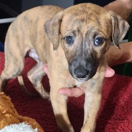 JET - Red brindle male Whippet puppy in Ocala, Florida from Sandstorm Whippets