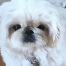 Bella - Pekingese