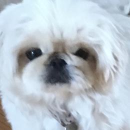 Bella - Pekingese