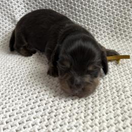 Dachshund Puppies from Morgan Burtenshaw