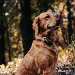 Penny - Golden Retriever