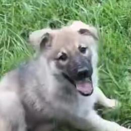 Sally - Sable female German Shepherd puppy in New Martinsville, West Virginia from Hunter K-9