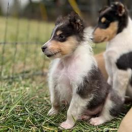 ELF - Rough Coated - Black white and tan female Collie puppy in Amherst, Virginia from Clearvu Kennels