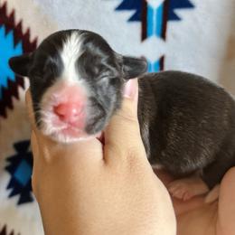 American Corgi Puppies from 5H Corgis